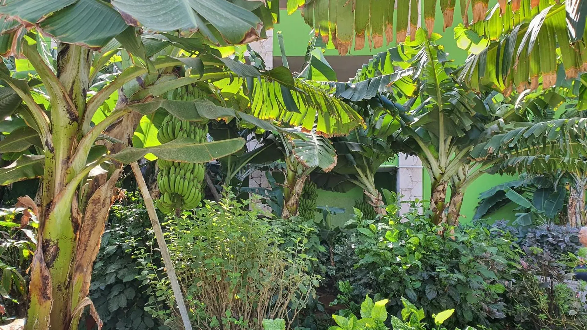 Casa Verde サンタ・マリア